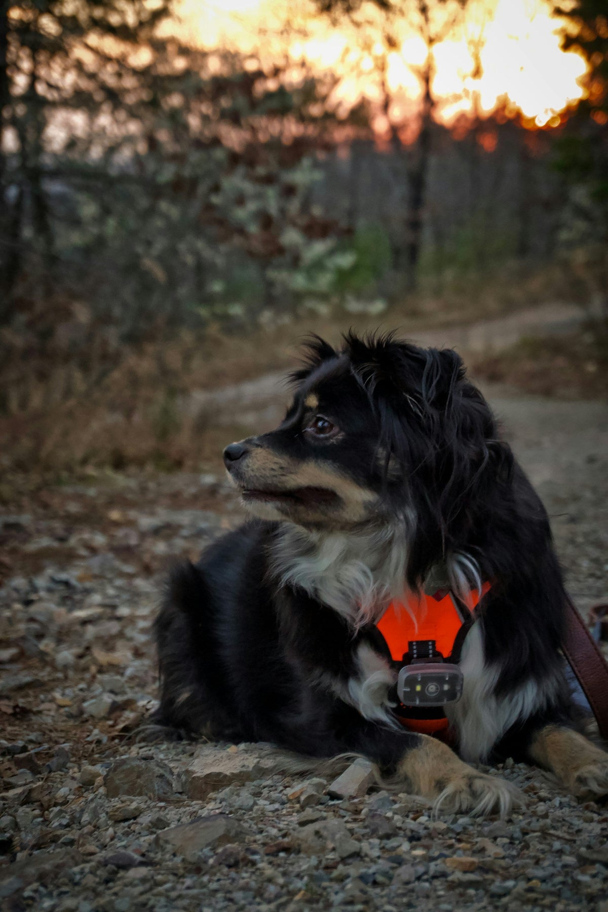 Pet Essentials